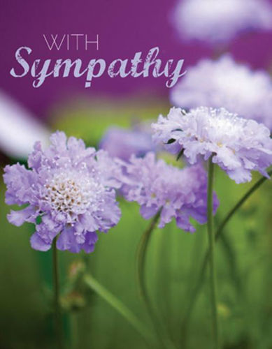 Picture of Sympathy - Scabious Flowers