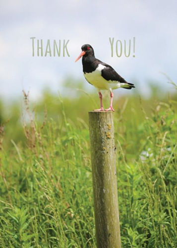 Picture of Thank You - Oyster catcher on post