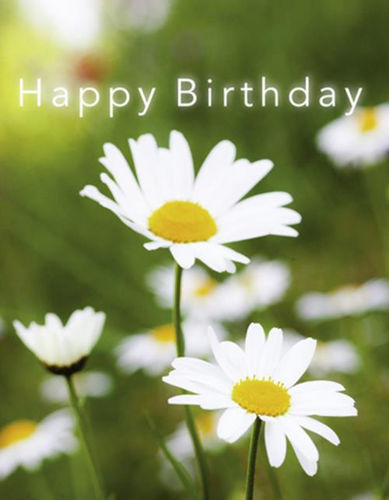 Picture of Birthday - General - Daisies