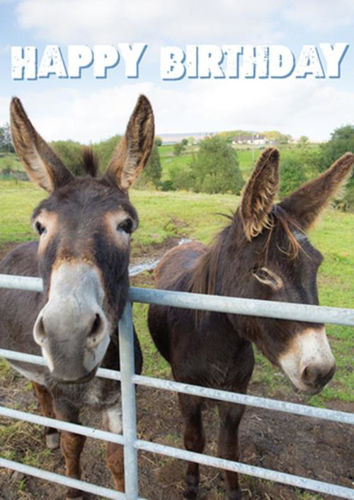 Picture of Birthday - Donkeys